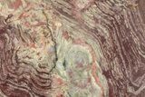 Polished, Neoproterozoic Stromatolite (Conophyton) - Morocco #276121-1